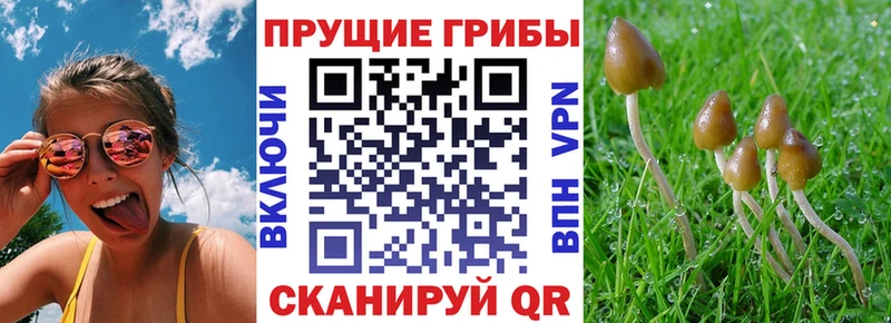 Купить где  Камешково  Псилоцибиновые грибы ЛСД 